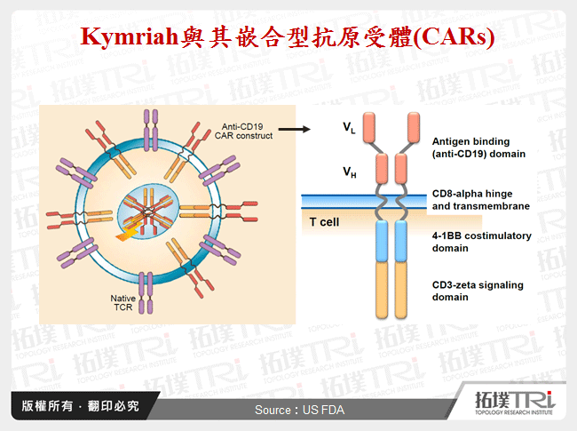 Kymriah與其嵌合型抗原受體(CARs)